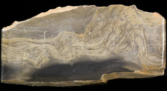 Devonian Stromatolite Slice - Orkney, Scotland #40111